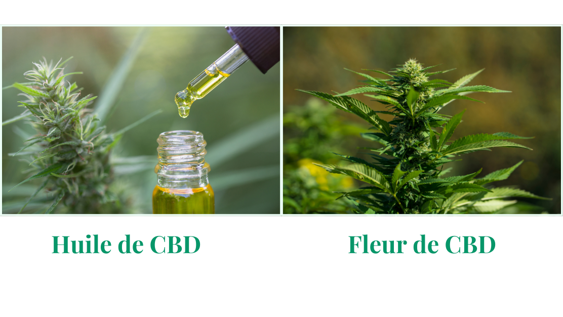 comparatif huile vs fleur edited